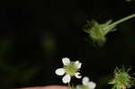 White avens